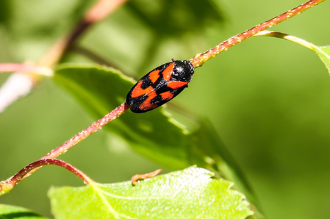 Cecopis vulnerata, photo Daniel Ventard