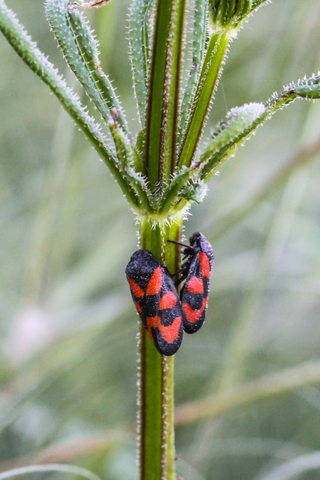 Cercopis vulnerata in copula