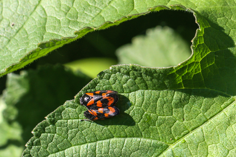 Cercopis vulnerata in copula
