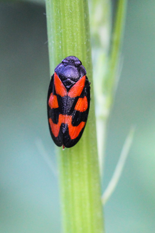 Cercopis vulnerata, le Cercope rouge-sang