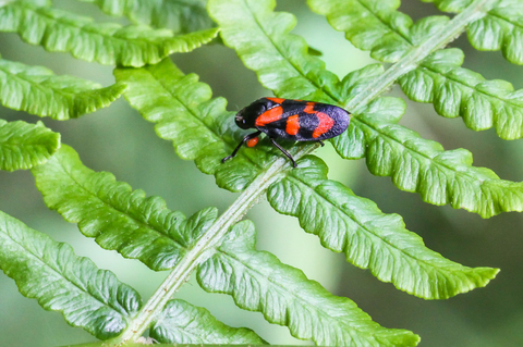 Cercopis vulnerata, le Cercope sanguin parasité par un pou