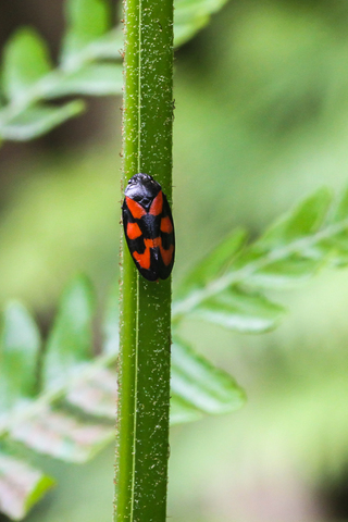 Cercopis vulnerata, le Cercope sanguin
