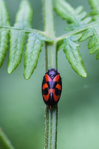 Cercopis vulnerata, le Cercope sanguin