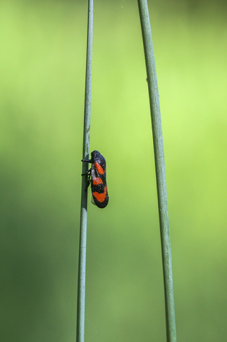 Cercopis vulnerata, le Cercope sanguin