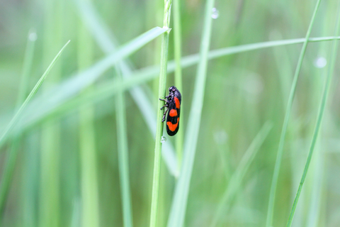 Cercopis vulnerata, le Cercope sanguin