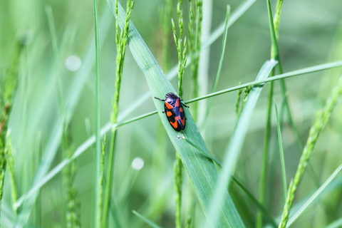 Cercopis vulnerata, le Cercope sanguin