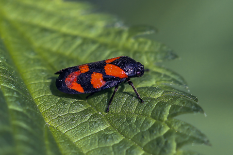Cercopis vulnerata, le Cercope sanguin