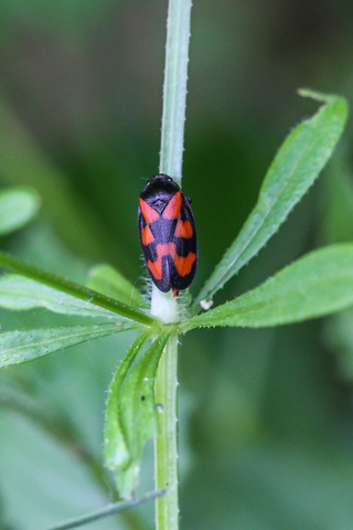 Cercopis vulnerata, le Cercope sanguin