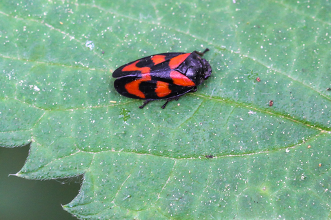 Cercopis vulnerata, le Cercope sanguin