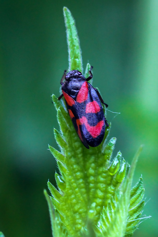 Cercopis vulnerata, le Cercope sanguin