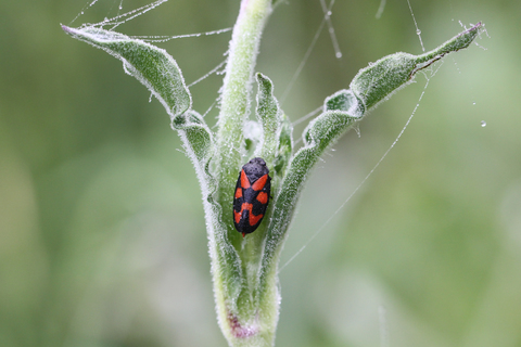 Cercopis vulnerata, le Cercope sanguin