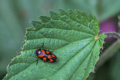 Cercopis vulnerata, le Cercope sanguin