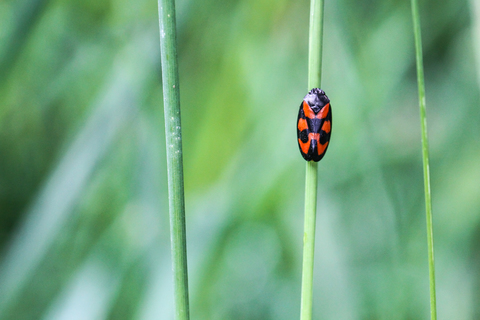 Cercopis vulnerata, le Cercope sanguin