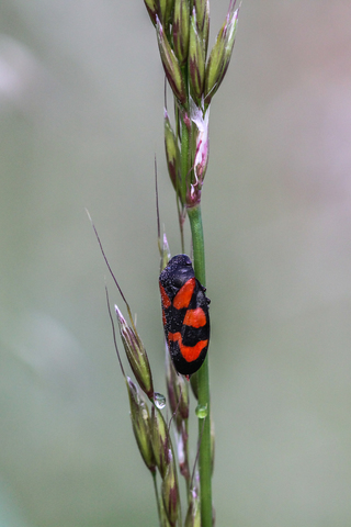 Cercopis vulnerata, le Cercope sanguin
