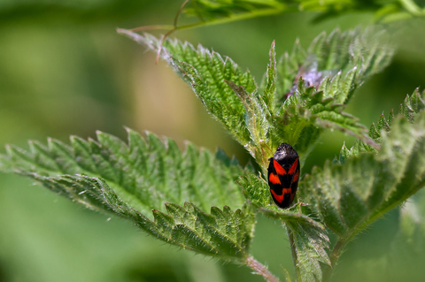 Cercopis vulnerata