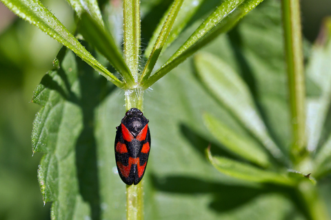 Cercopis vulnerata