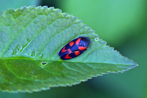 Cercopis vulnerata