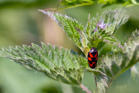 Cercopis vulnerata