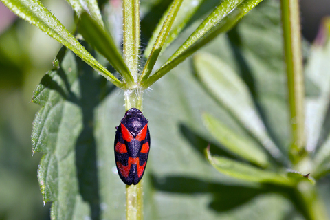 Cercopis vulnerata
