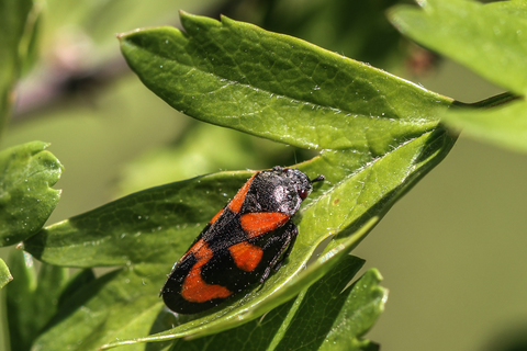 Cercopis vulnerata