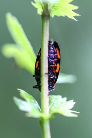 Cercopis vulnerata