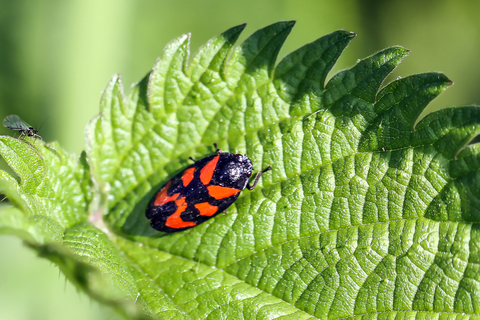 Cercopis vulnerata