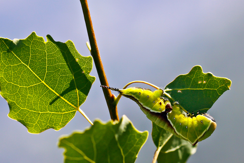 Cerura vinula