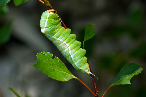 Cerura vinula