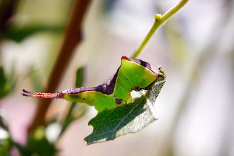 Cerura vinula