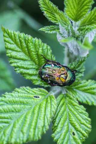 Cétoine dorée - Cetonia aurata