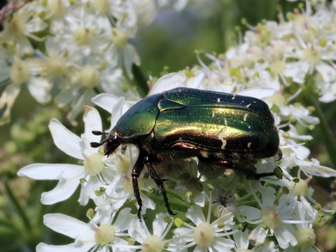 Cétoine sur Grande Berce