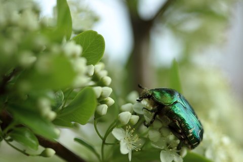 Cetonia aurata en plein repas