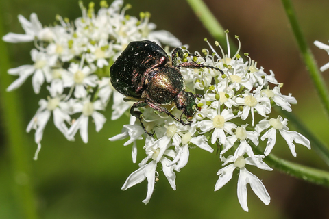 Cetonia aurata, la Cétoine dorée