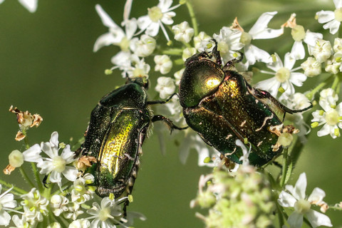 Cetonia aurata, la Cétoine dorée