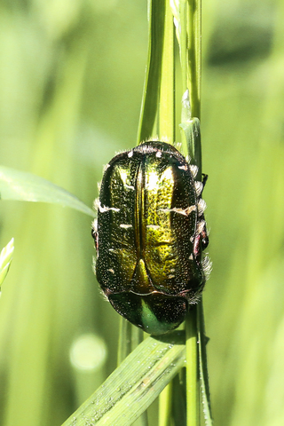 Cetonia aurata, la Cétoine dorée