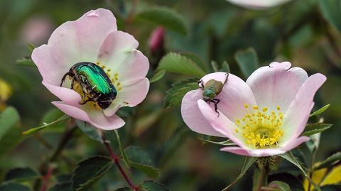 Cetonia aurata