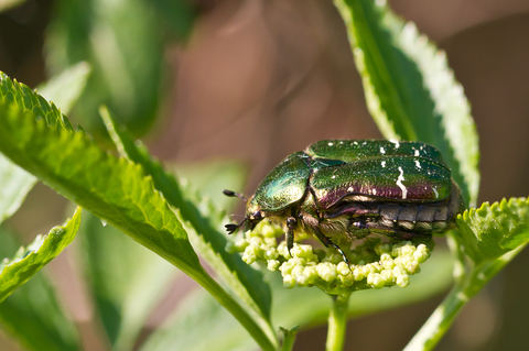 Cetonia aurata