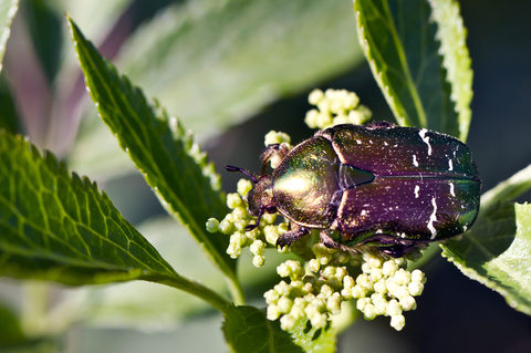 Cetonia aurata