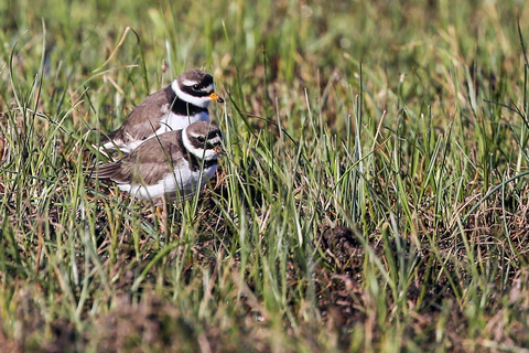 Charadrius hiaticula