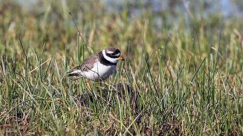 Charadrius hiaticula