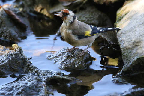 CHARDONNERET à l'abreuvoir