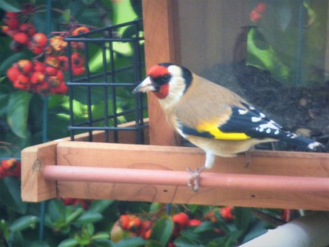 chardonneret élégant