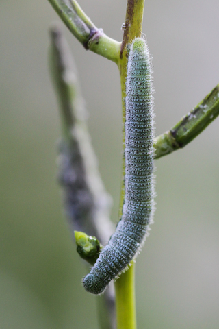 chenille d'Aurore