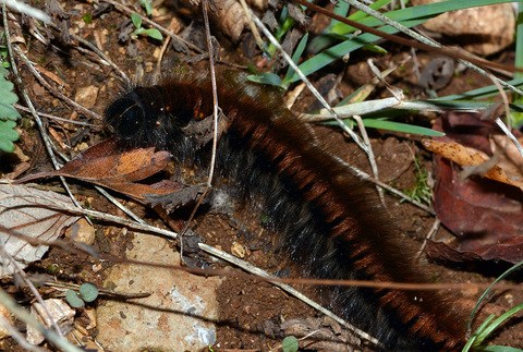 Chenille du bombyx de la ronce (Macrothylacia rubi)