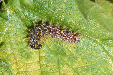 Chenille du Vulcain (Vanessa atalanta)