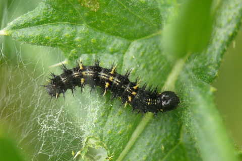 chenille