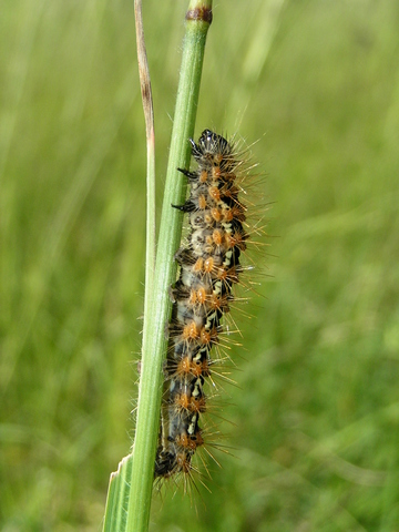 chenille