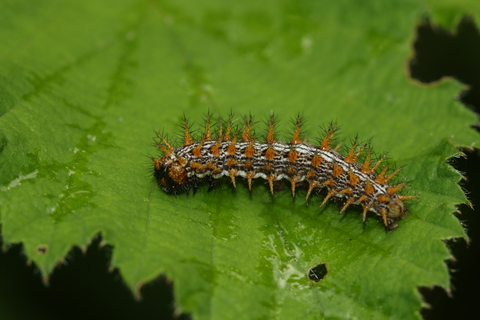 chenille