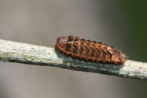 chenille