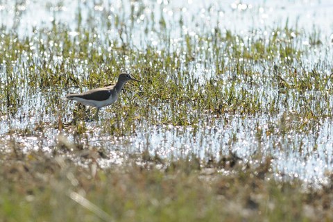 Chevalier guignette - Actitis hypoleucos